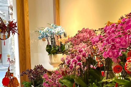 Vì sao hoa lan 'lên ngôi' dịp Tết, xuất hiện nhiều trong nhà phố, chung cư?
