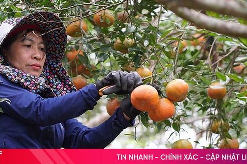 'Thủ phủ' cam bù Hà Tĩnh trúng lớn