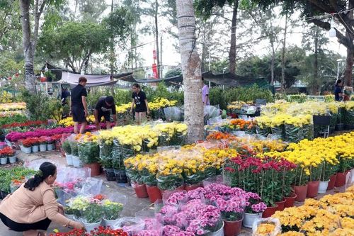 Cần Thơ: Nguồn cung hoa Tết dồi dào, kỳ vọng sức mua tăng