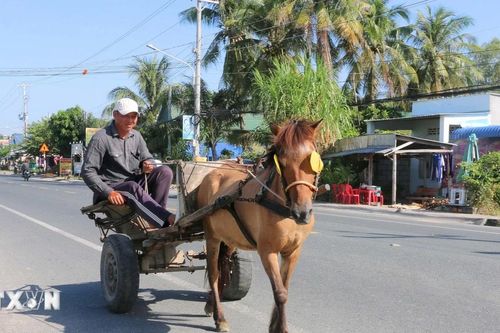 Xe ngựa: Biểu tượng văn hóa 'độc bản' nơi biên viễn Tây Nam