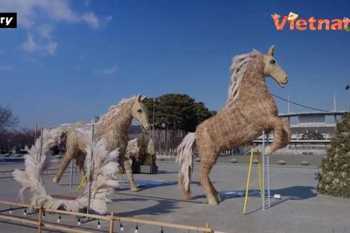 Ngỡ ngàng 'đàn ngựa cỏ bạc' chào Tết Bính Ngọ 2026 tại Hàn Quốc