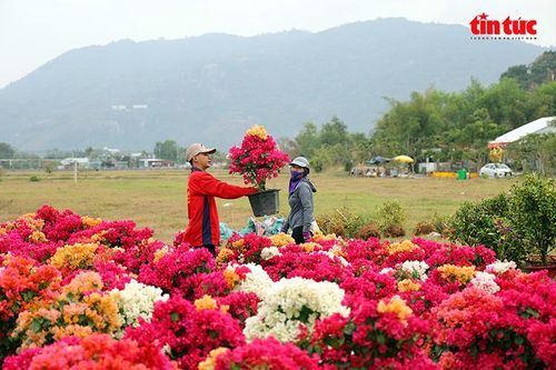 Nhộn nhịp chợ hoa Xuân vùng Bảy Núi An Giang những ngày cận Tết