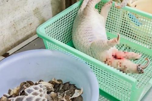 Phát hiện tê tê Java quý hiếm bị giết mổ trong bếp nhà hàng, công an vào cuộc