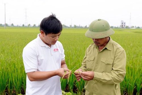 Gieo mầm 'công nghệ' trên đồng hữu cơ