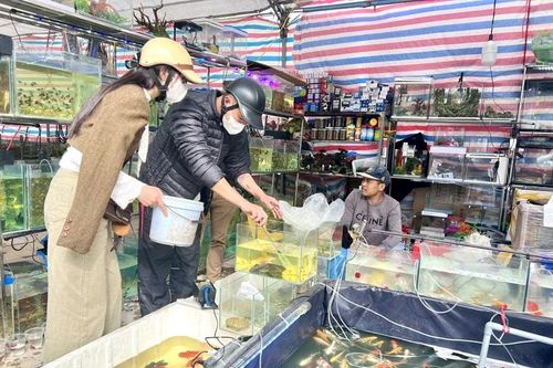 Ngắm cả 'mùa xuân trong nước'
