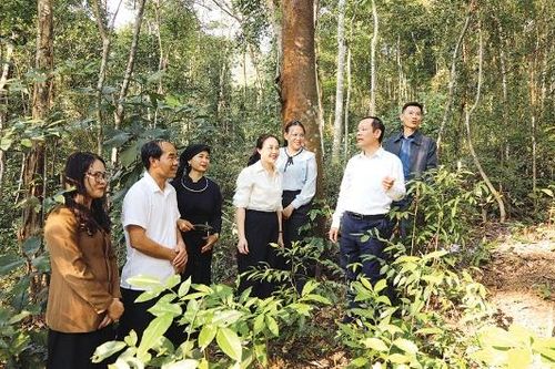 Xã Yên Định: Điểm sáng kinh tế rừng