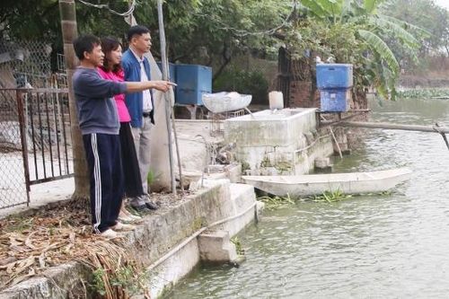 Thâm canh cá rô phi phục vụ chế biến xuất khẩu