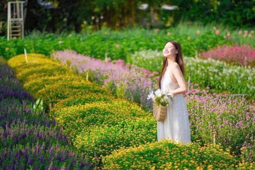 Đồng Tháp: Trải nghiệm dải hoa gradient và mê cung cổ điển tại vườn hoa Mãn Đình Hồng