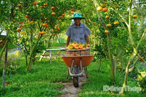 Đồng Tháp: Nông dân vào mùa thu hoạch rộ quýt hồng vụ tết