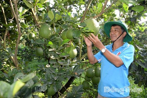 Trái cây chưng tết sẵn sàng lên mâm ngũ quả