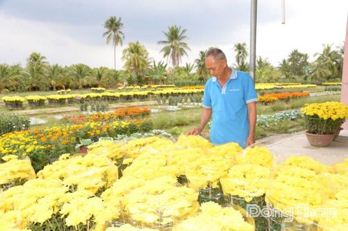 Buồn vui theo vụ hoa Tết Bính Ngọ