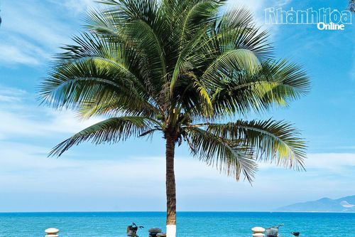 Yêu Nha Trang!