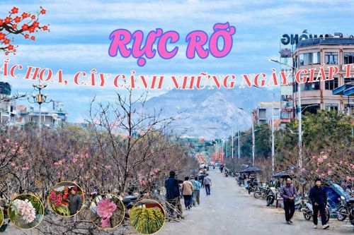 Rực rỡ sắc hoa, cây cảnh những ngày giáp tết