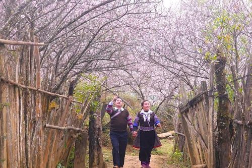 Sắc đào Lùng Cúng - bản tình ca của núi rừng Tây Bắc