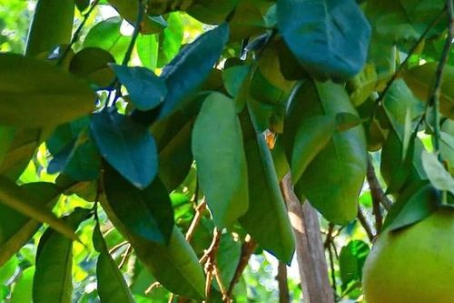 Mùa bưởi chín - thơm hương Tết