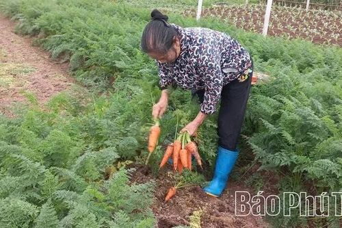 Rau an toàn phục vụ Tết