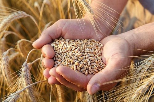 Giá lúa mì đang ở mức cao do lo ngại thiếu hụt nguồn cung