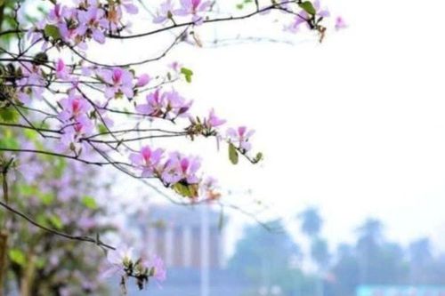 Hà Nội và mùa xuân
