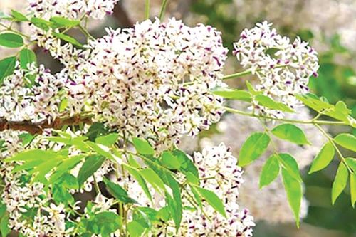 Hồn nước trong thơ Nguyễn Bính
