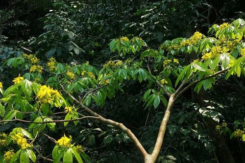 Lộc vàng nơi đầu nguồn Non Mai - Sông Hãn