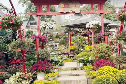 Sắc xuân ngập tràn tại chợ hoa Vạn Phúc