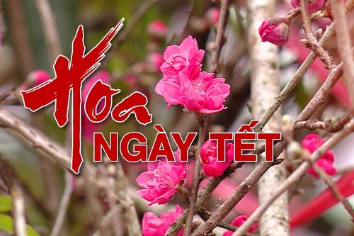 Hoa ngày Tết