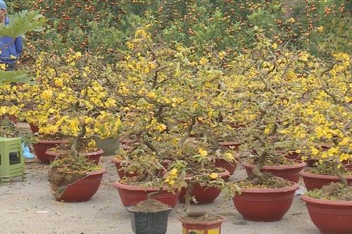Thuê hoa Tết bùng nổ: Sở hữu không còn là ưu tiên