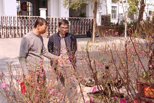 Thị trường hoa và cây cảnh Tết giữ giá chờ sức mua
