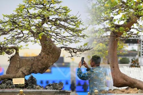 'Siêu phẩm' cây tiền tỷ hút khách tại chợ mai vàng Yên Tử