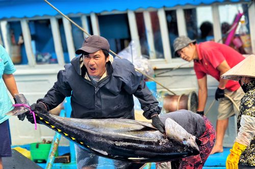 Trúng đậm cá ngừ đại dương, ngư dân Gia Lai hưởng mùa 'biển ngọt' dịp Tết