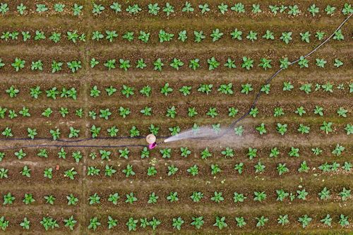 Làng rau ở Gia Lai vào vụ Tết: Xanh đồng – ấm bếp – rộn niềm vui
