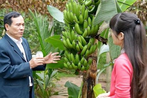 Tết ở 'thủ phủ' chuối Vân Nam