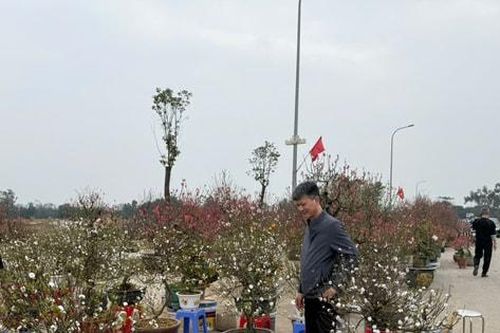 Chợ hoa Xuân - nhịp cầu đưa Tết đến gần dân