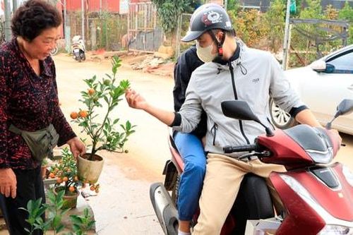 Sắc xuân ở làng nghề đào, quất Hà Nội những ngày giáp Tết