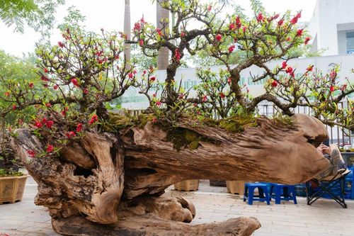 Cặp thuyền đào thất thốn giá gần một tỷ đồng dịp Tết