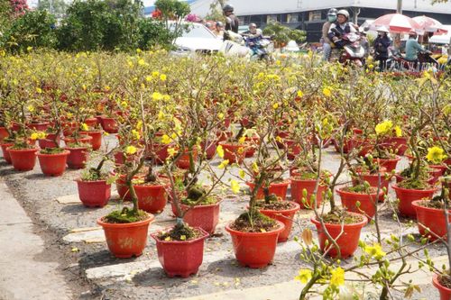 TP.HCM: Mai mini giá rẻ 100.000 đồng/cặp, khách đua nhau 'chốt'