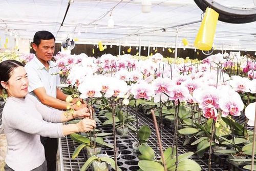 Hoa nở trên đỉnh Sa Mù