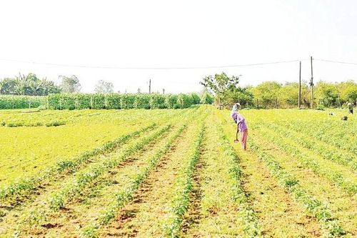 Hồi sinh những cánh đồng sau lũ