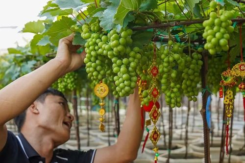 Nho cảnh Khánh Hòa đắt khách dịp Tết Nguyên đán