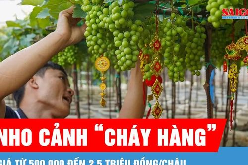 Nho cảnh Khánh Hòa đắt khách dịp Tết Nguyên đán