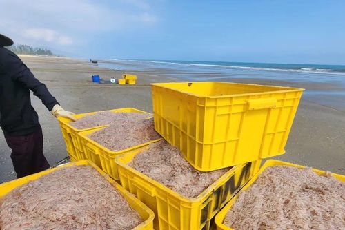 Ngư dân trúng đậm ruốc biển ngày cận tết