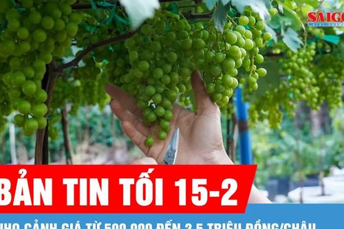 Bản tin tối 15-2: Nho cảnh giá từ 500.000 đến 2,5 triệu đồng/chậu