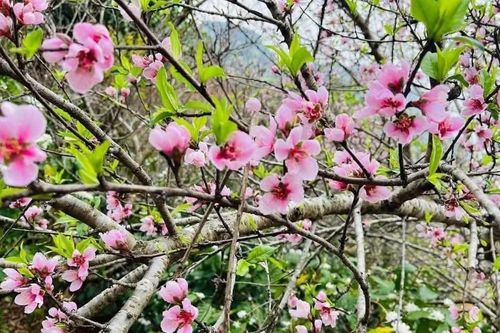 Cách chọn mua đào đẹp, phù hợp từng không gian dịp Tết