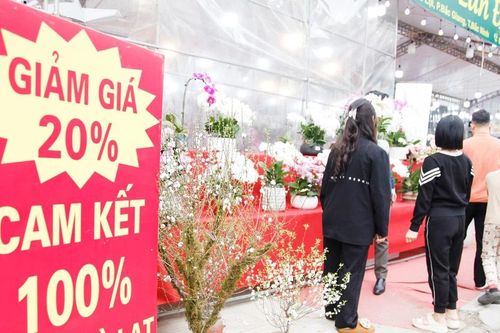 Lan hồ điệp giảm giá sâu, người dân 'săn' chơi Tết