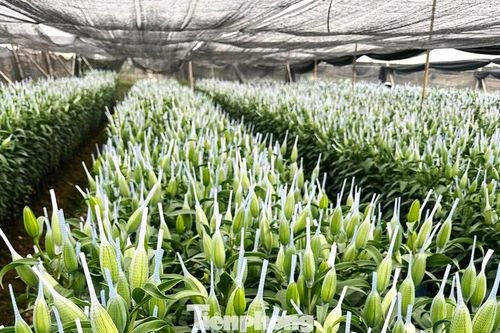 Hoa tươi 28 Tết: Tuyết mai giá mềm, ly kép tăng phi mã