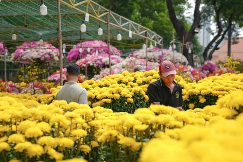 Hoa cười, người khóc ngày 28 Tết