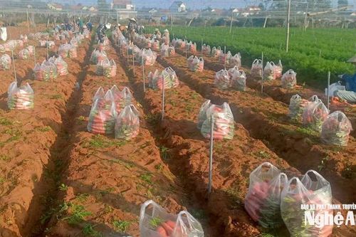 Vựa cà rốt trúng giá, nông dân bãi ngang Nghệ An rộn ràng đón xuân sớm