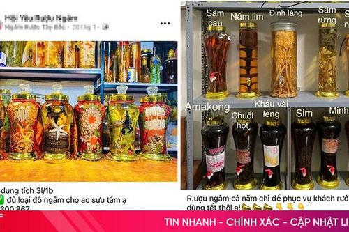 Cẩn trọng khi sử dụng các loại rượu ngâm trong dịp Tết