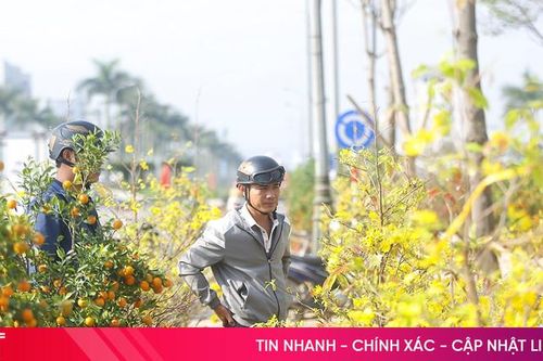 Thị trường cây cảnh ngày 28 Tết: Mai, đào nở rộ 'ngóng' khách