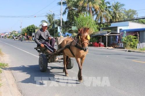 Lọc cọc xe ngựa Thất Sơn vùng Bảy Núi An Giang